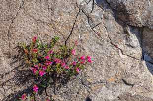 Mountain Pride (Penstemon newberryi)-2409 Mountain Pride (Penstemon newberryi)-2409